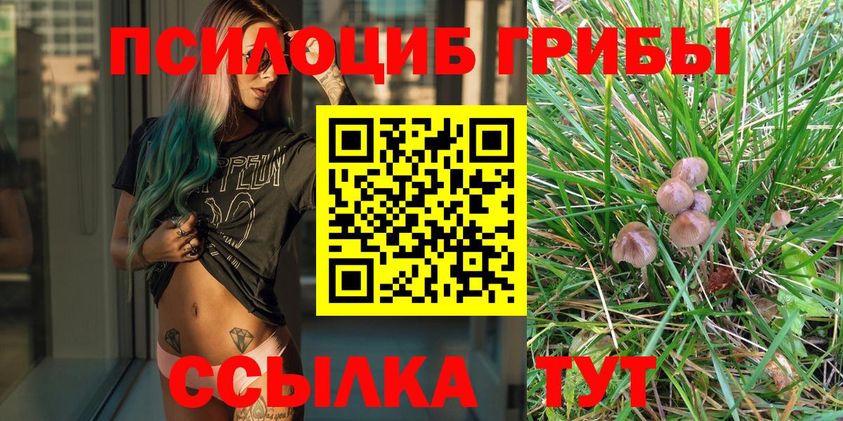 Псилоцибиновые грибы Psilocybe Вязьма